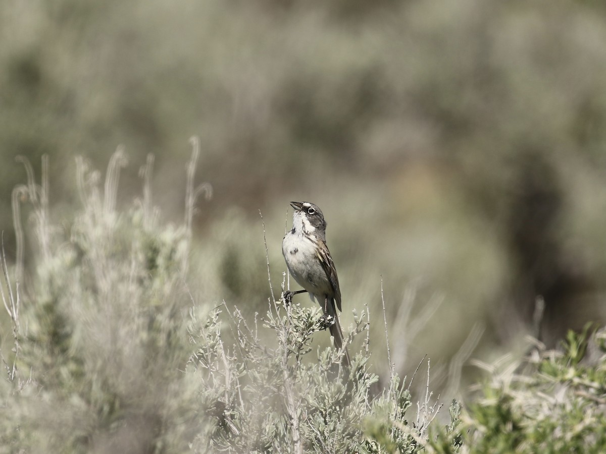 Sagebrush Sparrow - Russ Morgan