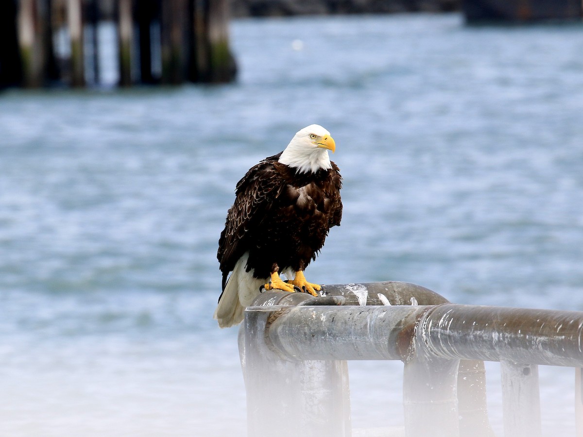 Bald Eagle - ML619101763