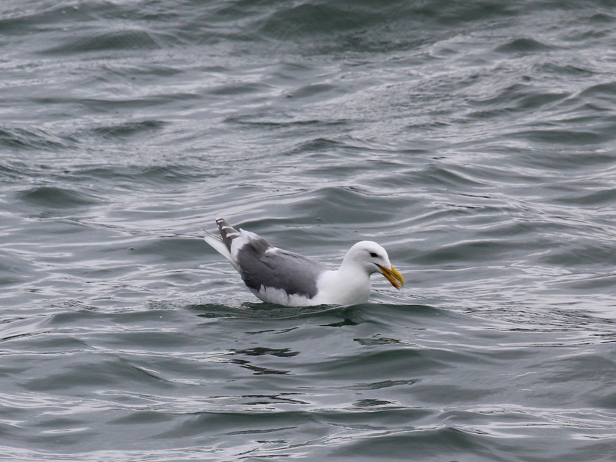 Glaucous-winged Gull - Geoff Butcher