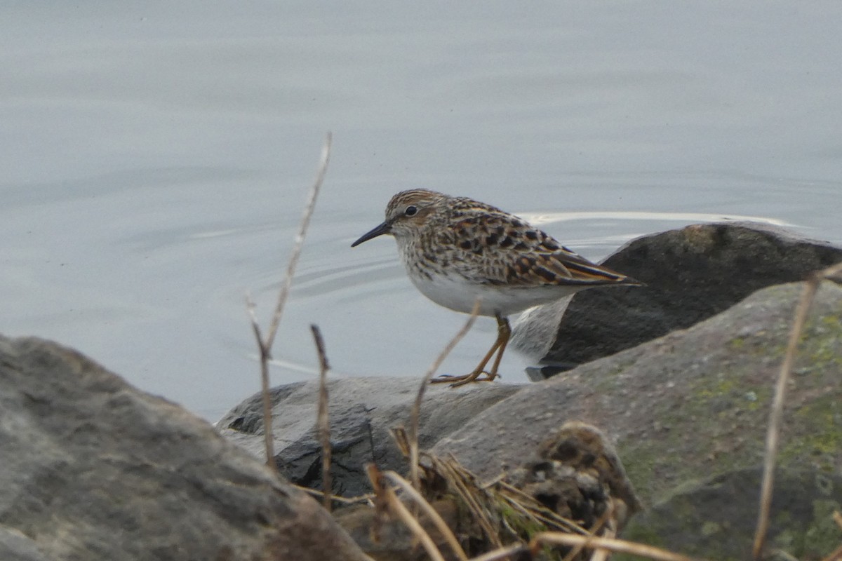 Least Sandpiper - Thomas Biteau