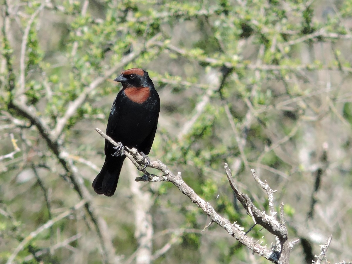 Chestnut-capped Blackbird - Más Aves