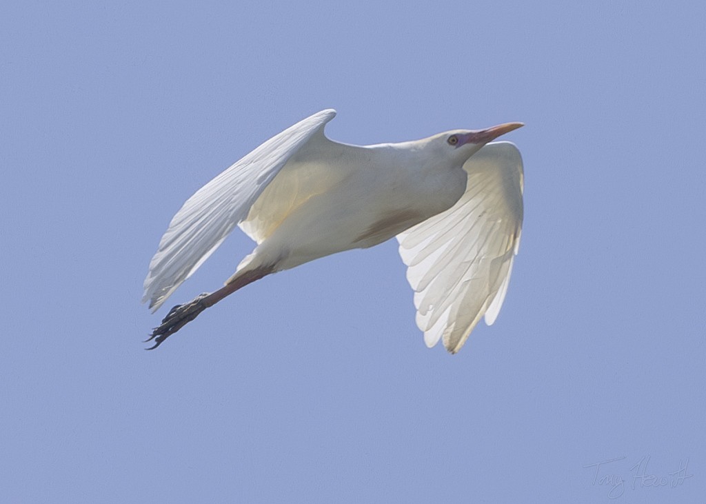 Western Cattle Egret - Tony Hewitt