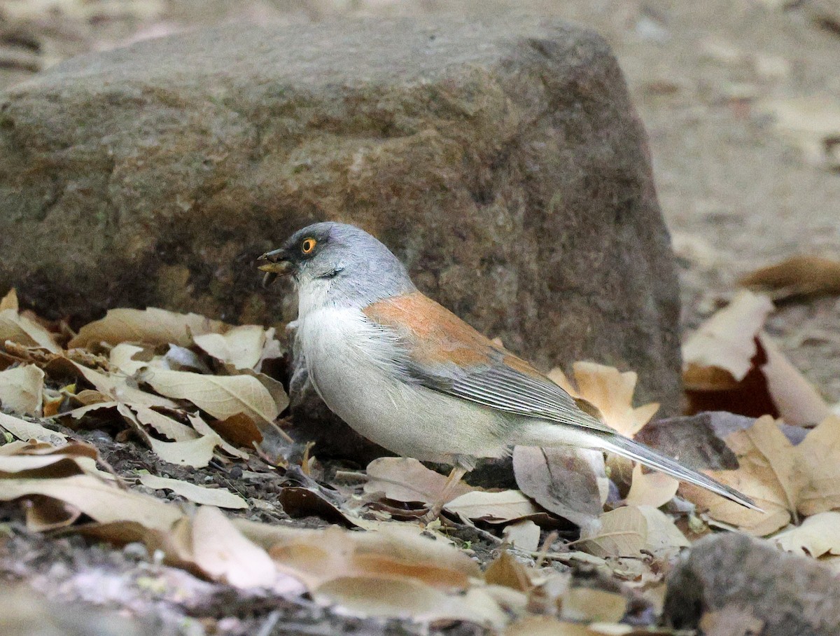 Yellow-eyed Junco - ML619101807