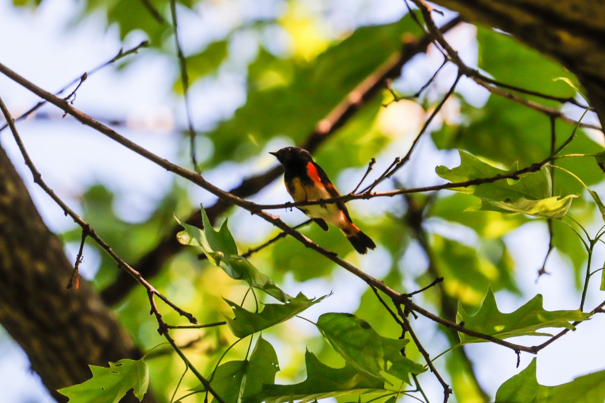 American Redstart - ML619101808