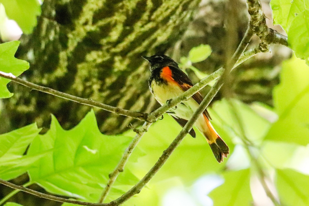 American Redstart - ML619101810