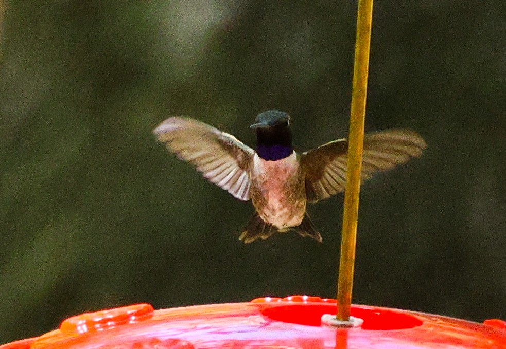 Black-chinned Hummingbird - ML619101819