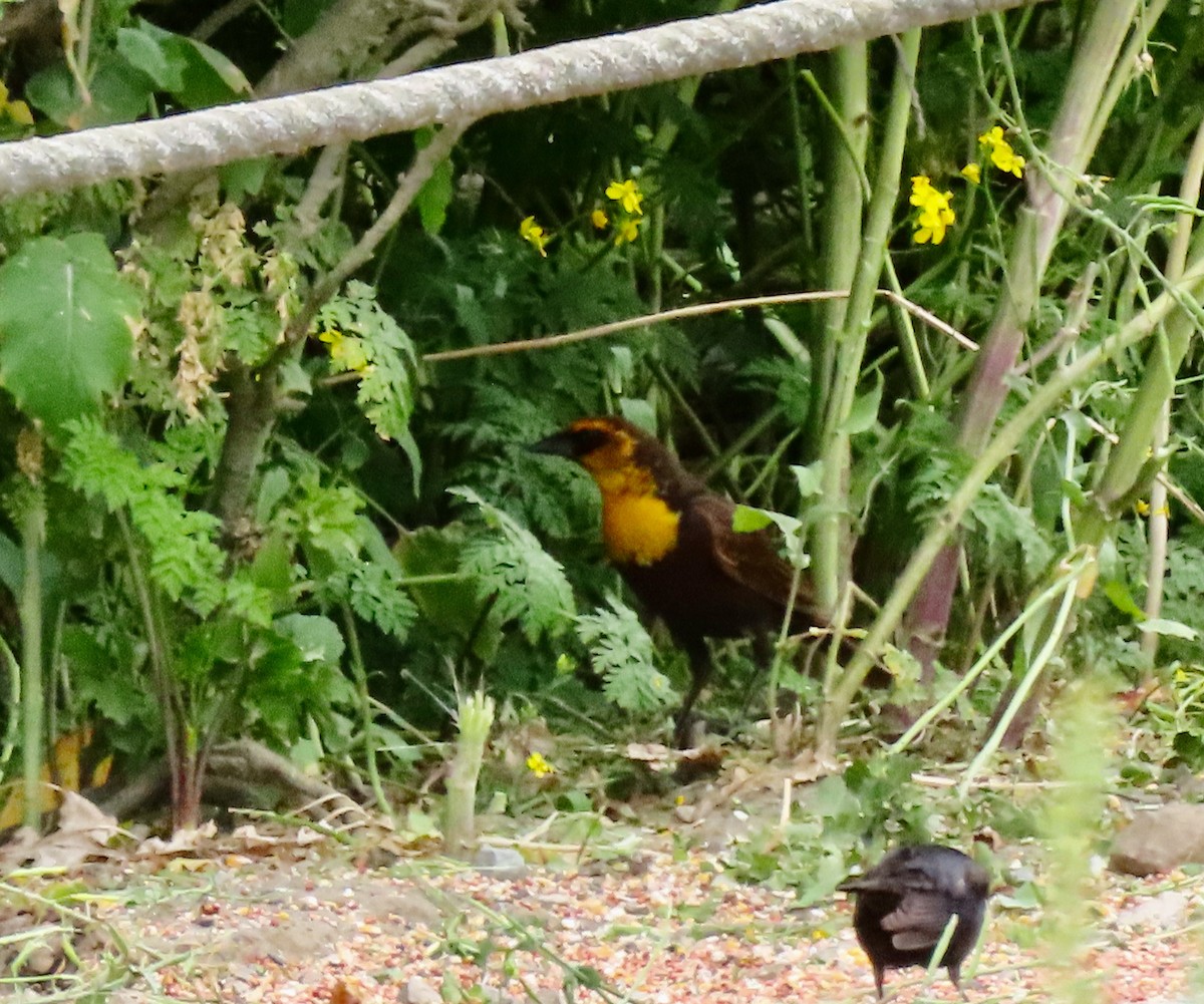 Yellow-headed Blackbird - ML619101822