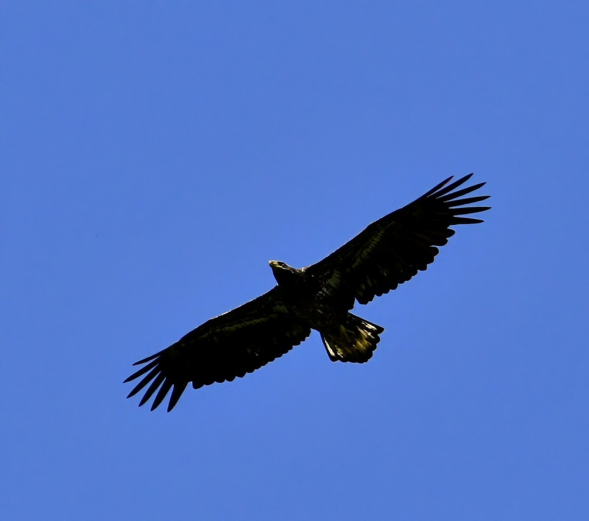 Bald Eagle - Ron Terpstra