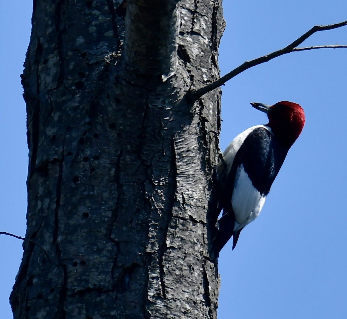 Red-headed Woodpecker - Ron Terpstra