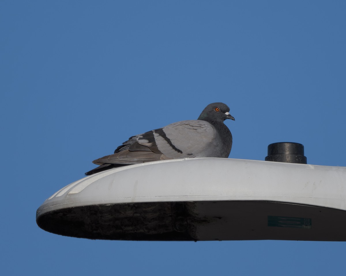 Rock Pigeon (Feral Pigeon) - Joshua Greenfield