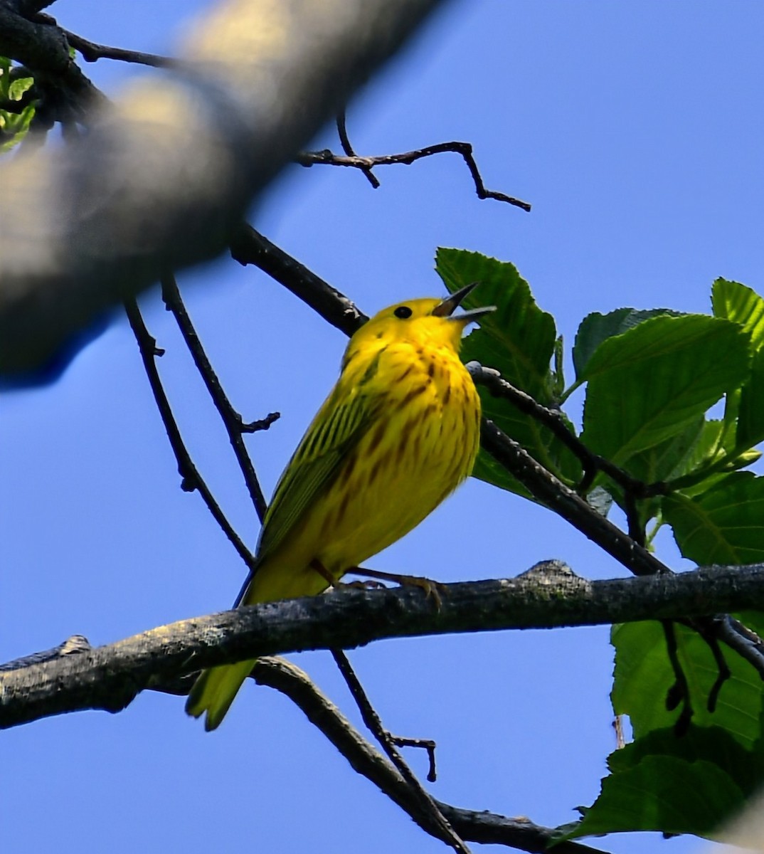 Yellow Warbler - Ron Terpstra