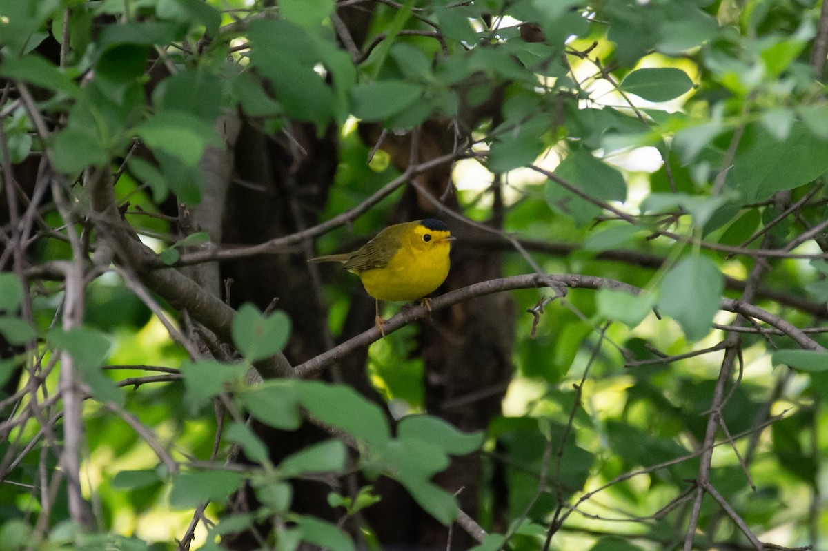 Wilson's Warbler - William Pixler