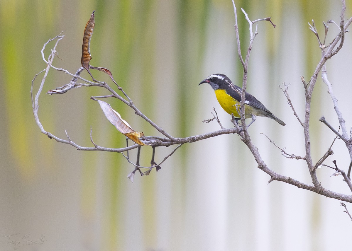 Bananaquit - Tony Hewitt