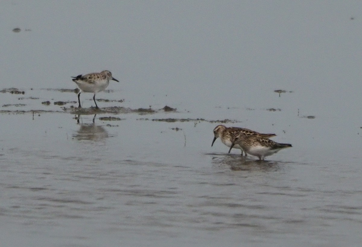 Wiesenstrandläufer - ML619101875