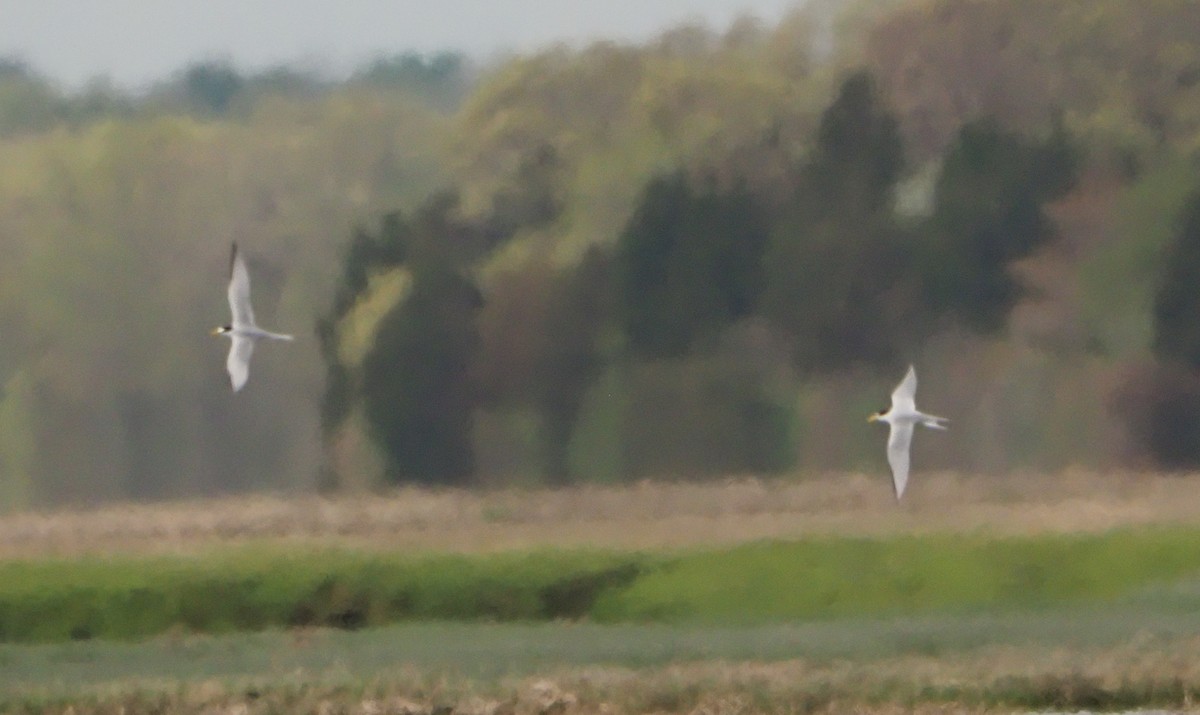 Least Tern - Edmond & Elza Cheng