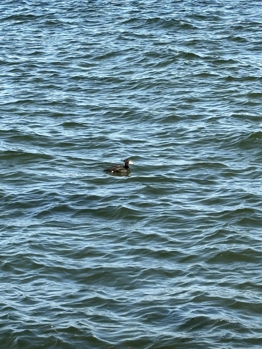 Surf Scoter - ML619101893