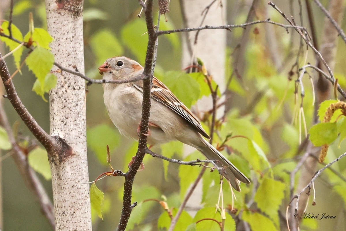 Field Sparrow - Michel Juteau