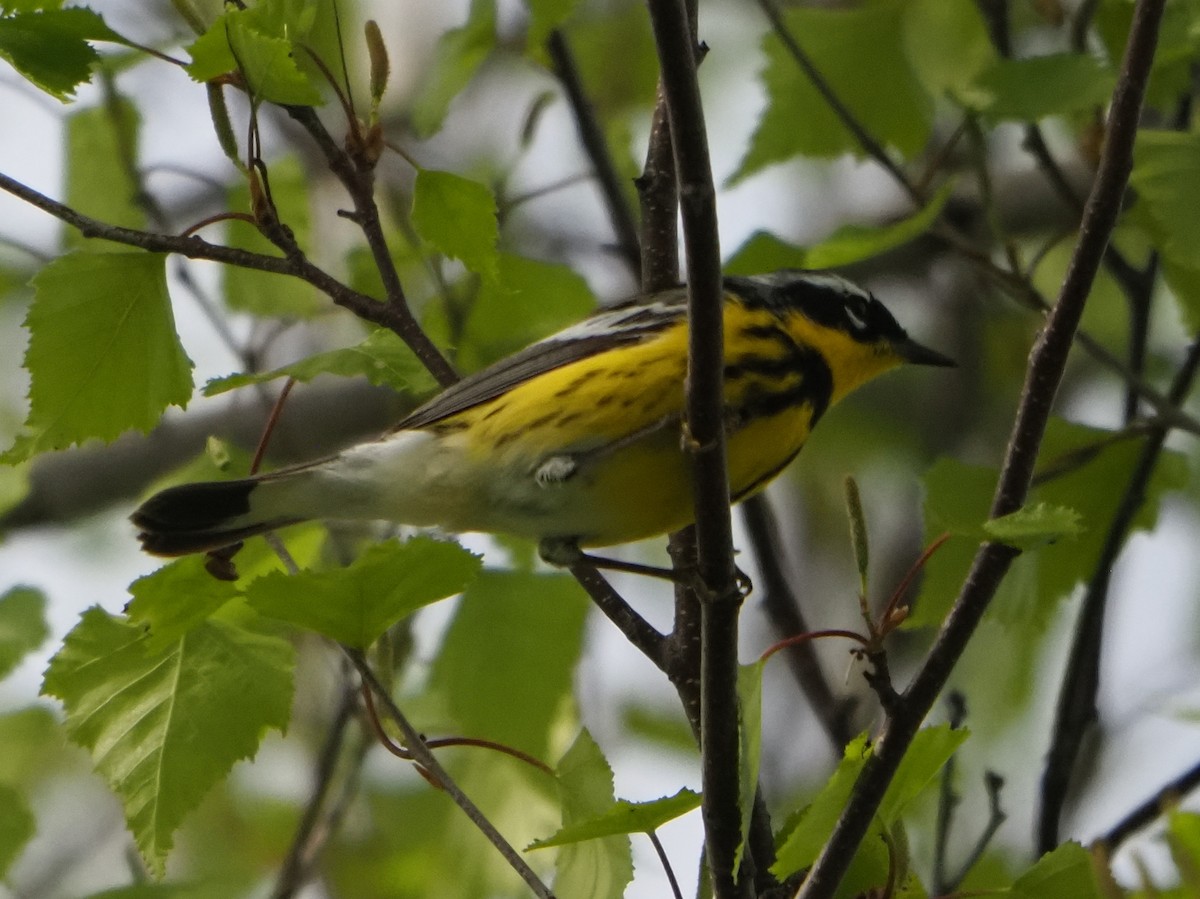 Magnolia Warbler - ML619101926