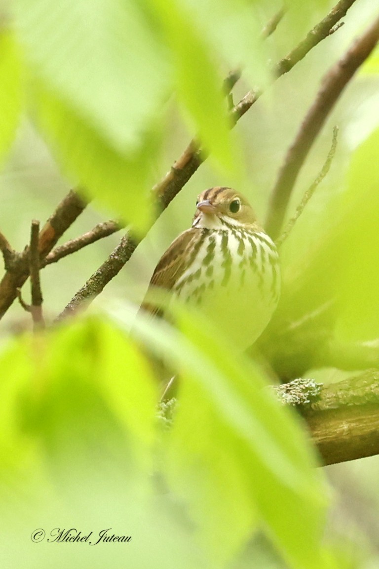 Ovenbird - Michel Juteau