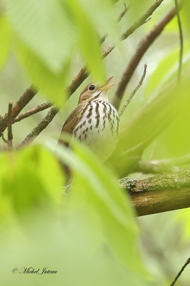 Ovenbird - Michel Juteau