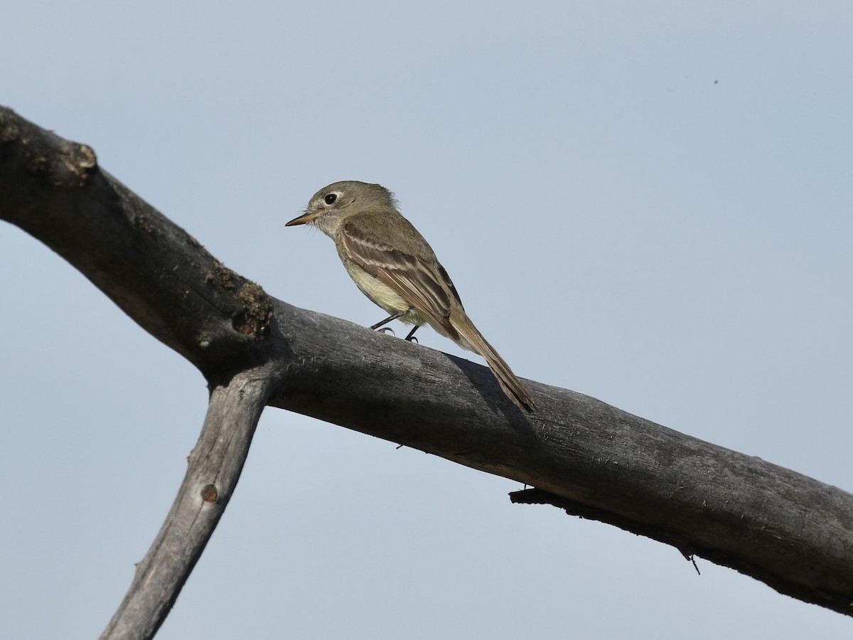 Dusky Flycatcher - ML619101936