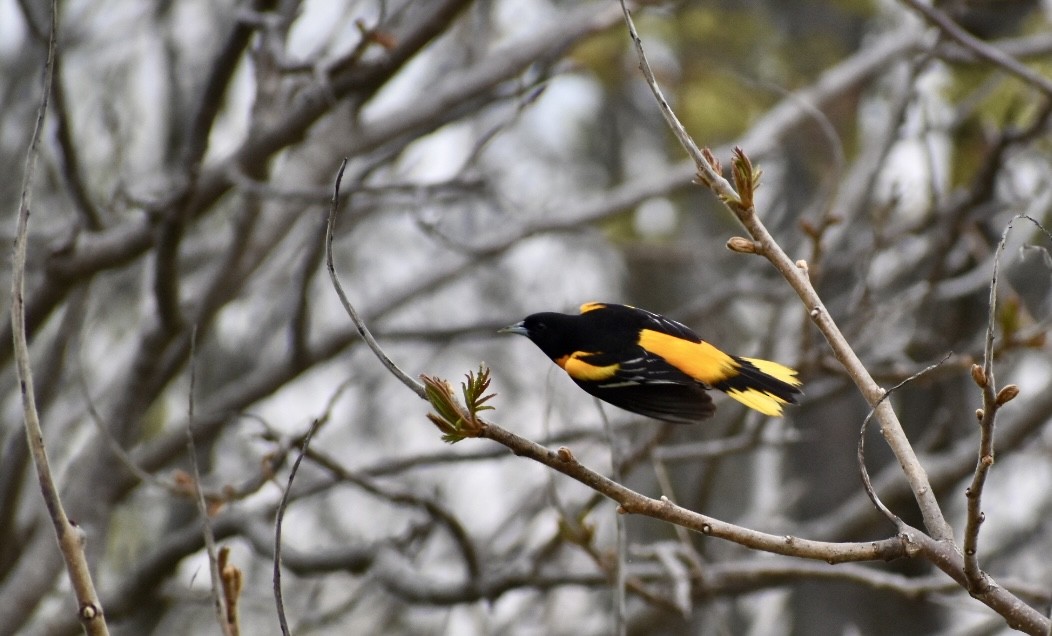 Oriole de Baltimore - ML619101940