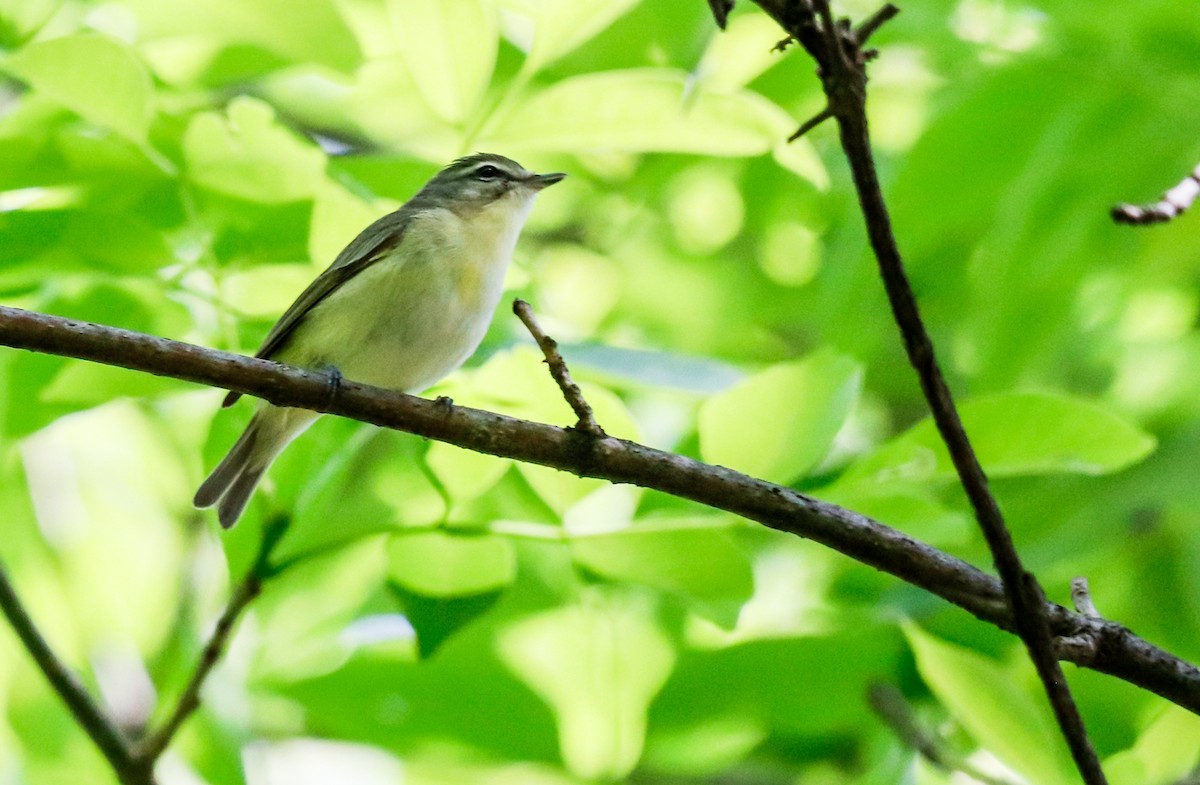 Philadelphia Vireo - Jill Bell