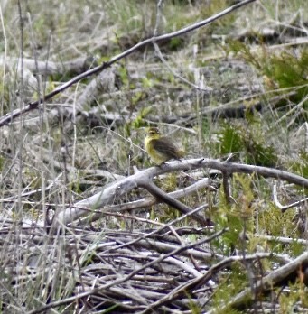 Palm Warbler - ML619101957