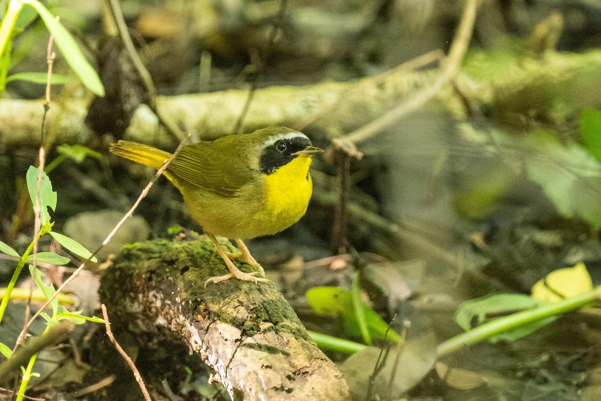 Common Yellowthroat - ML619101965