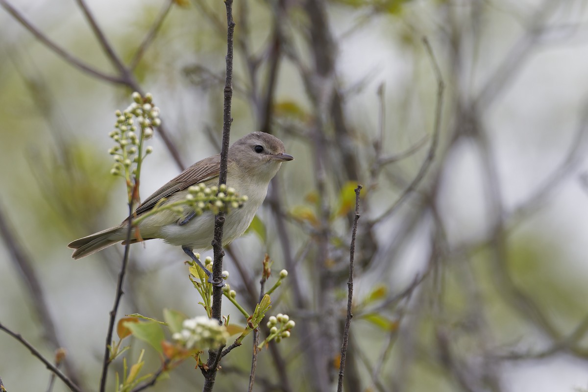 Warbling Vireo - ML619101979