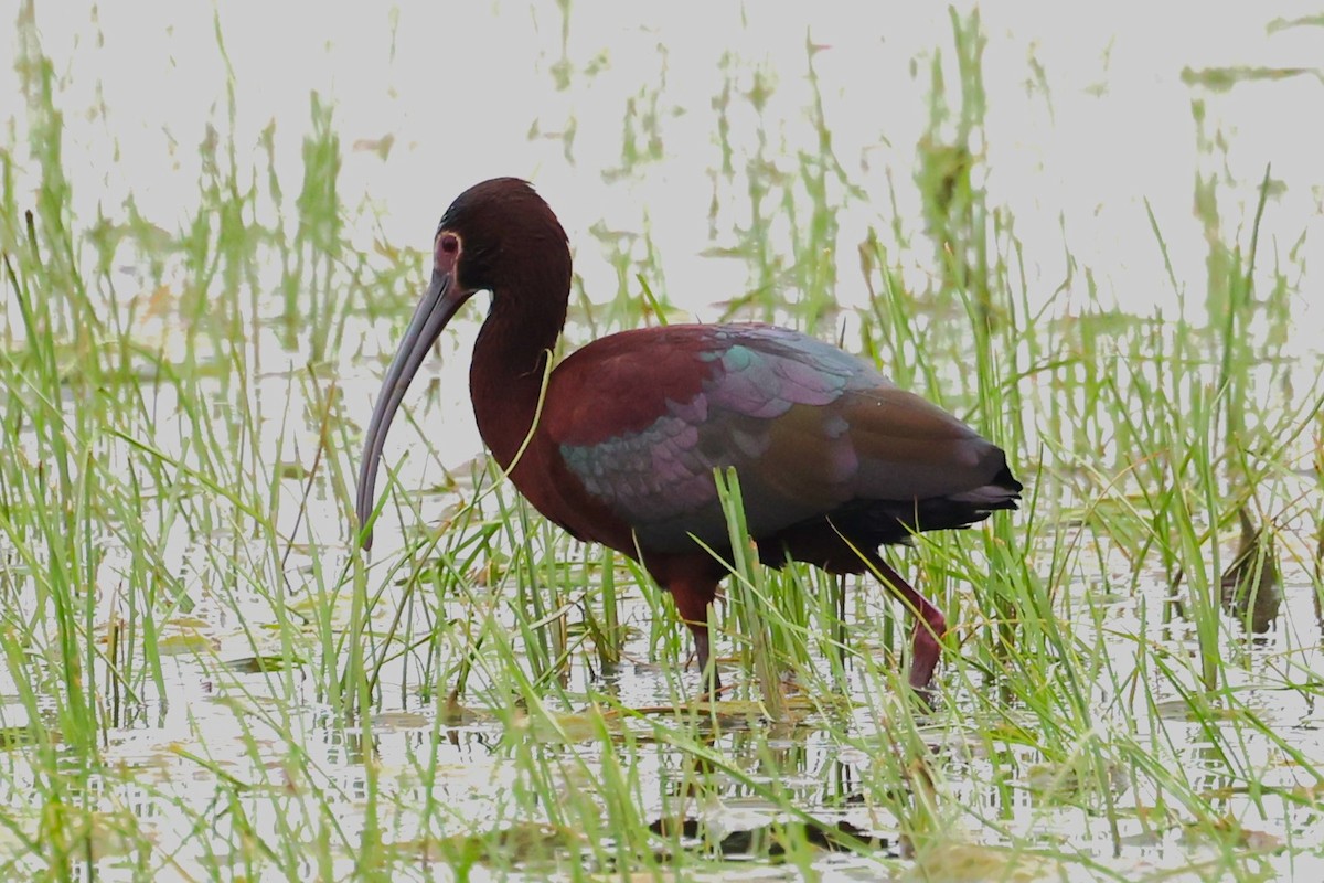 White-faced Ibis - Peter Veighey