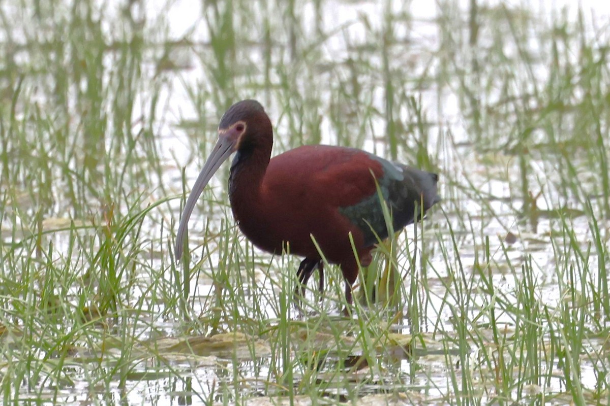 White-faced Ibis - Peter Veighey