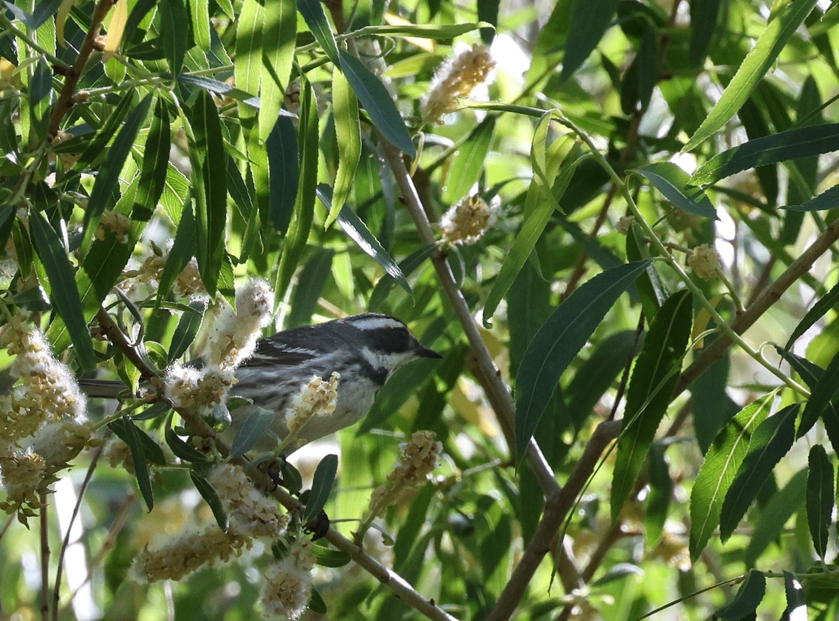 Black-throated Gray Warbler - James Wheatley