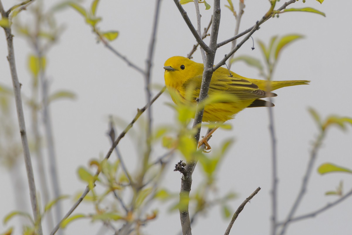 Yellow Warbler - Mario St-Gelais