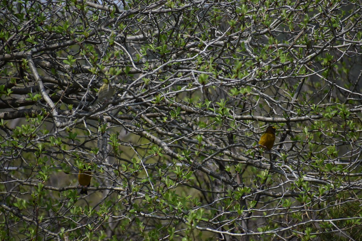 Evening Grosbeak - Marc-Olivier  Beausoleil