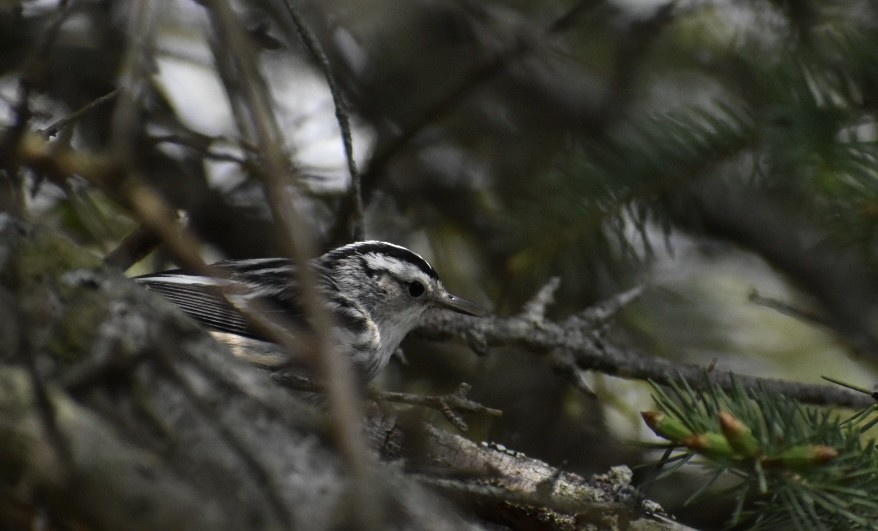 Black-and-white Warbler - ML619102032