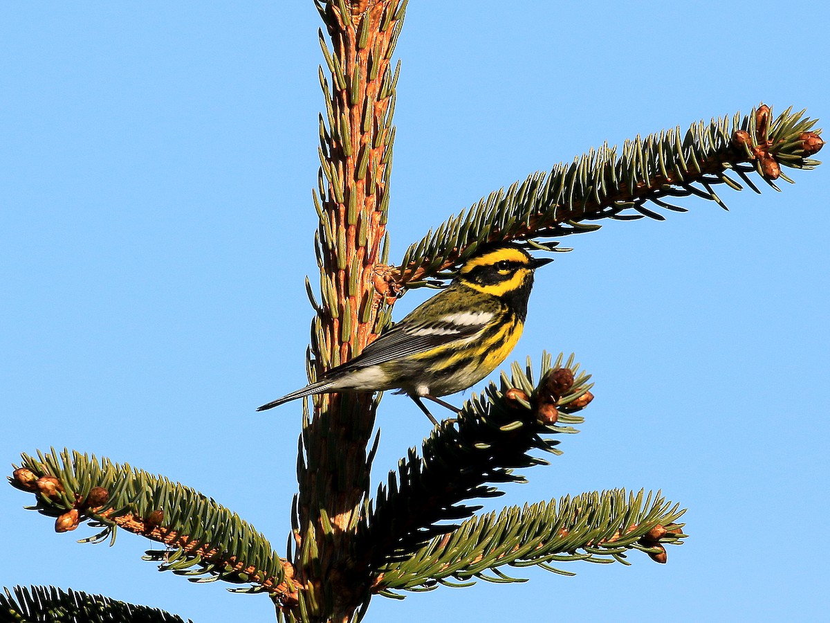 Townsend's Warbler - ML619102038