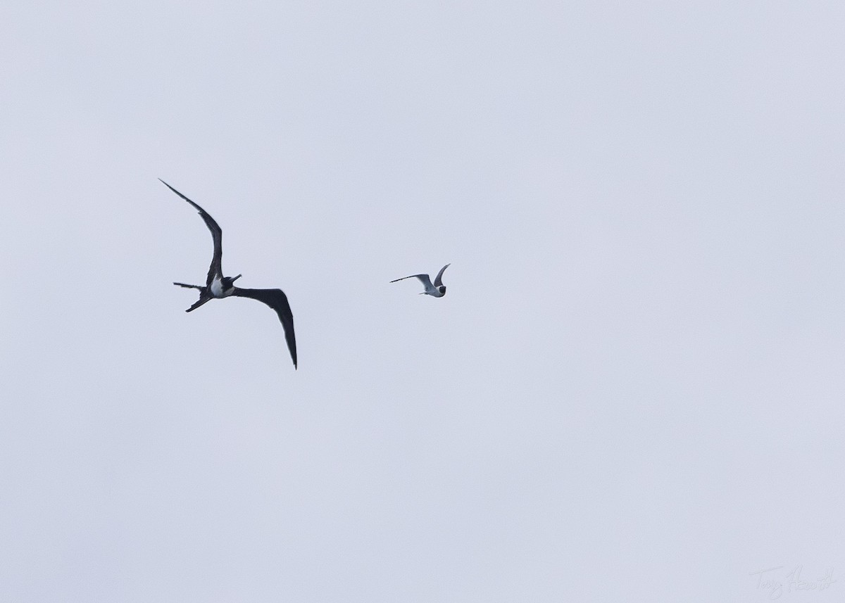 Magnificent Frigatebird - Tony Hewitt