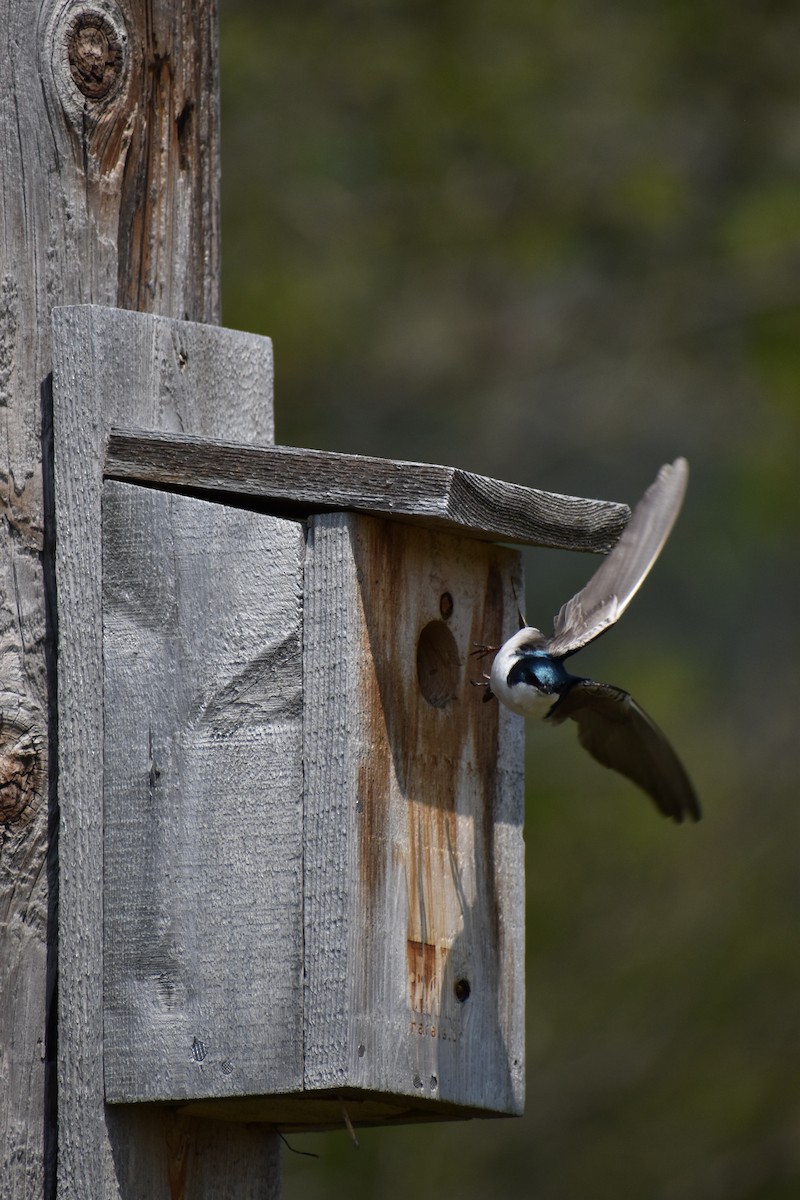 Tree Swallow - ML619102048