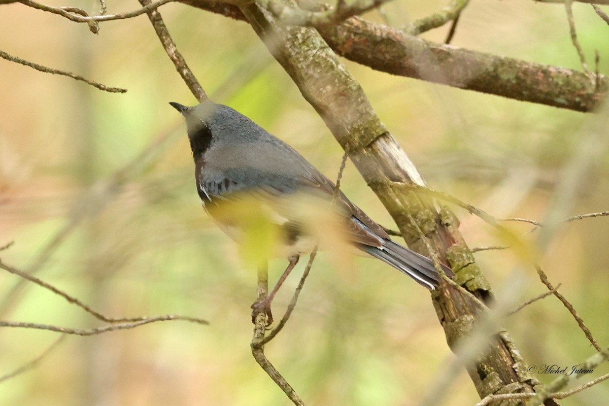 Black-throated Blue Warbler - Michel Juteau