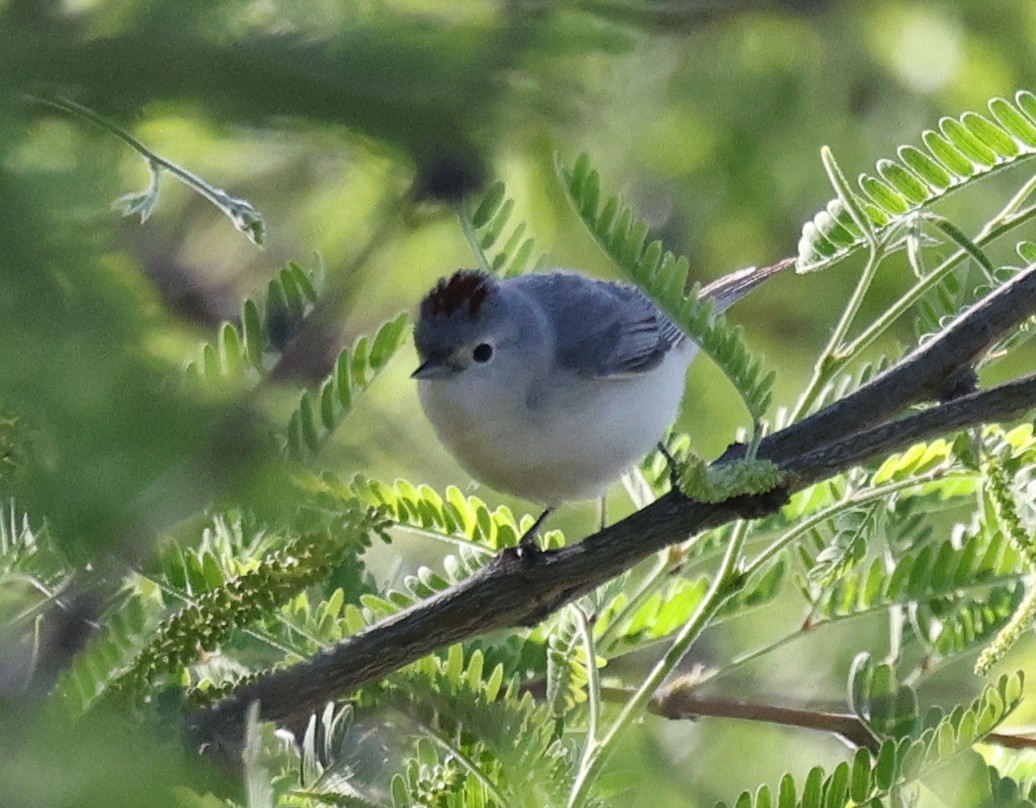 Lucy's Warbler - ML619102069