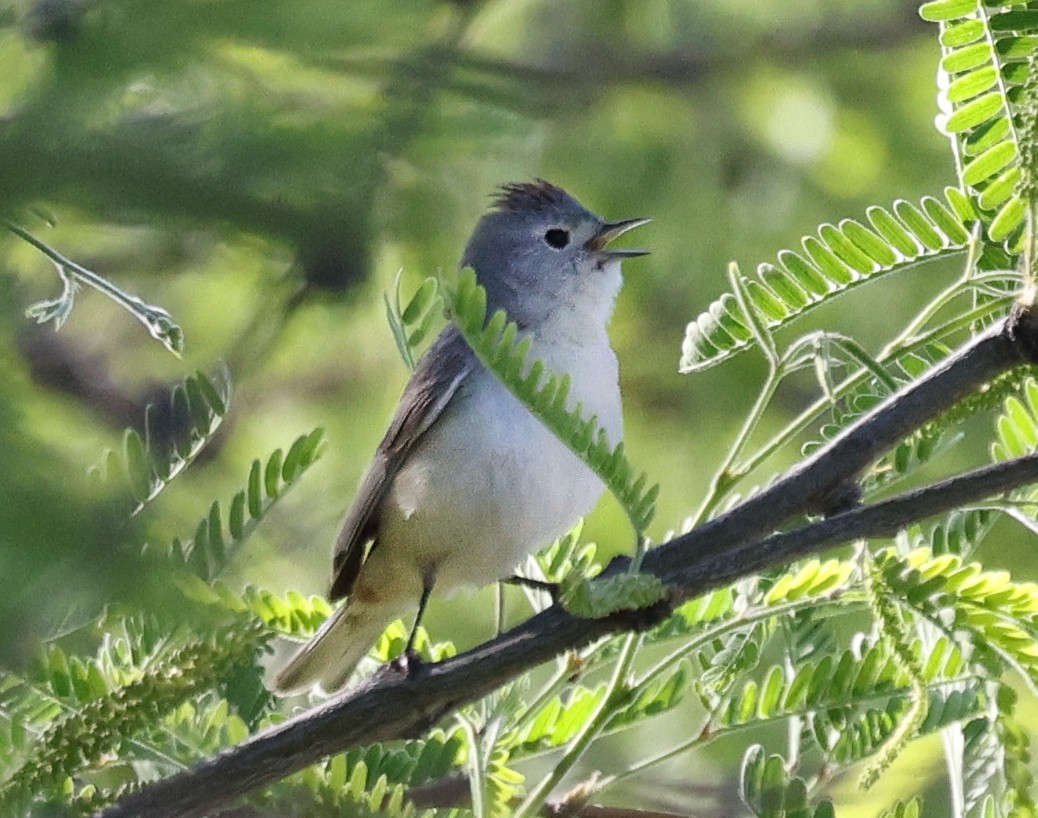 Lucy's Warbler - ML619102070
