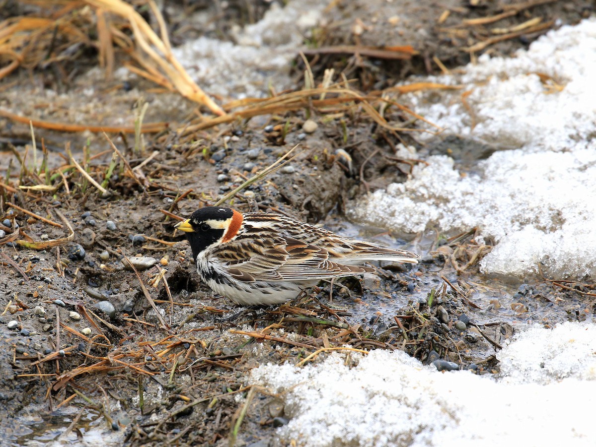 Lapland Longspur - ML619102077