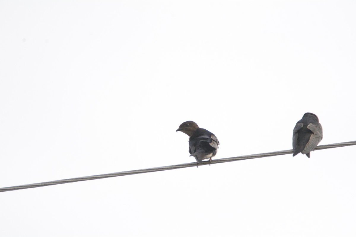 Gray-breasted Martin - FREDY HERNAN VALERO