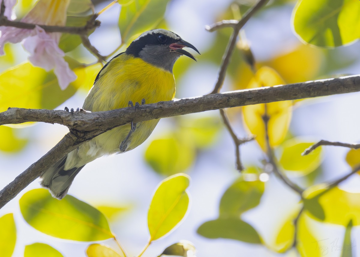 Bananaquit - Tony Hewitt