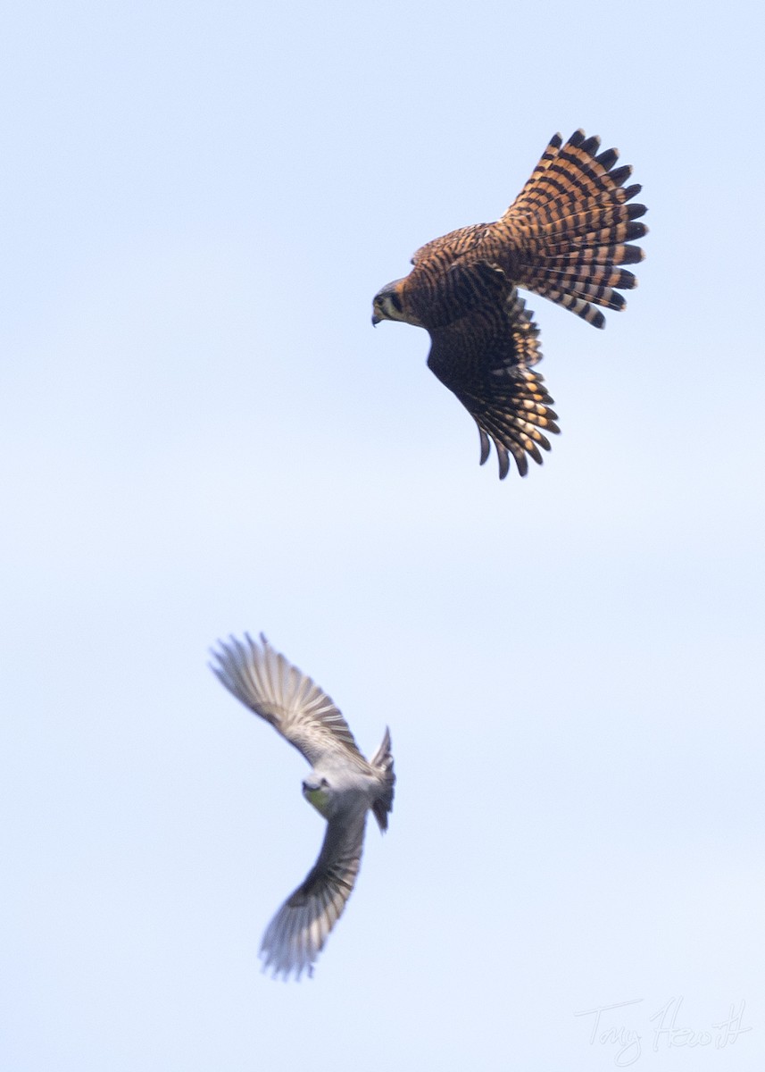 American Kestrel - ML619102092