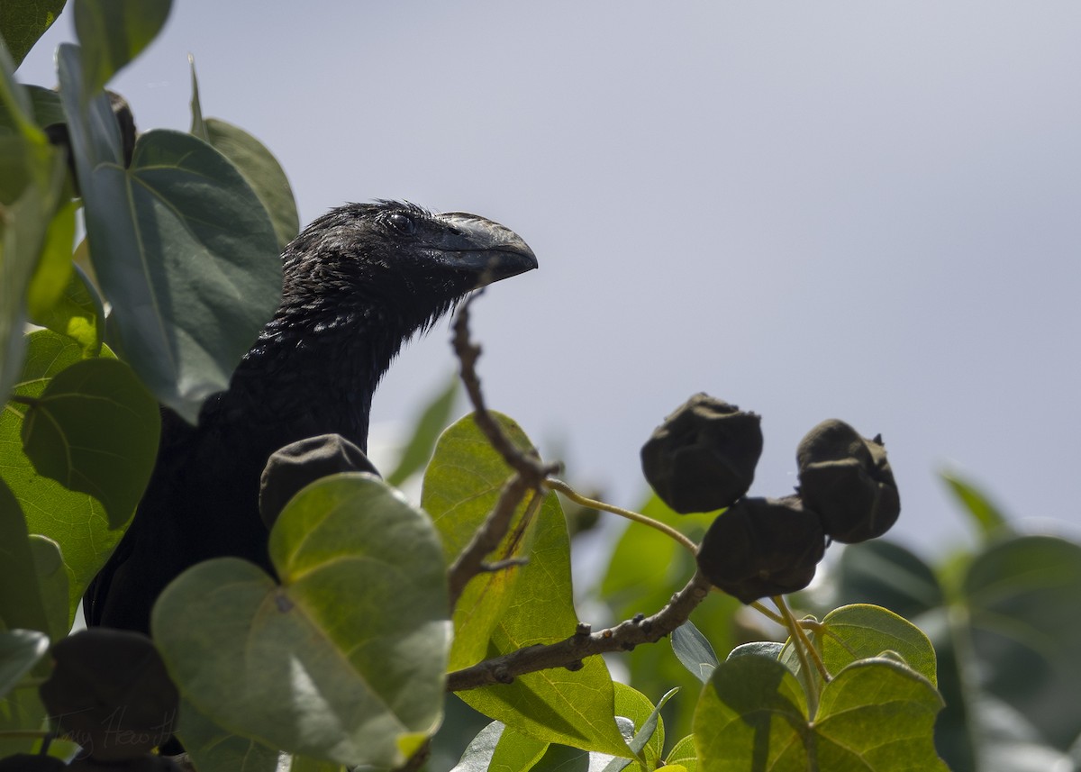 Smooth-billed Ani - Tony Hewitt