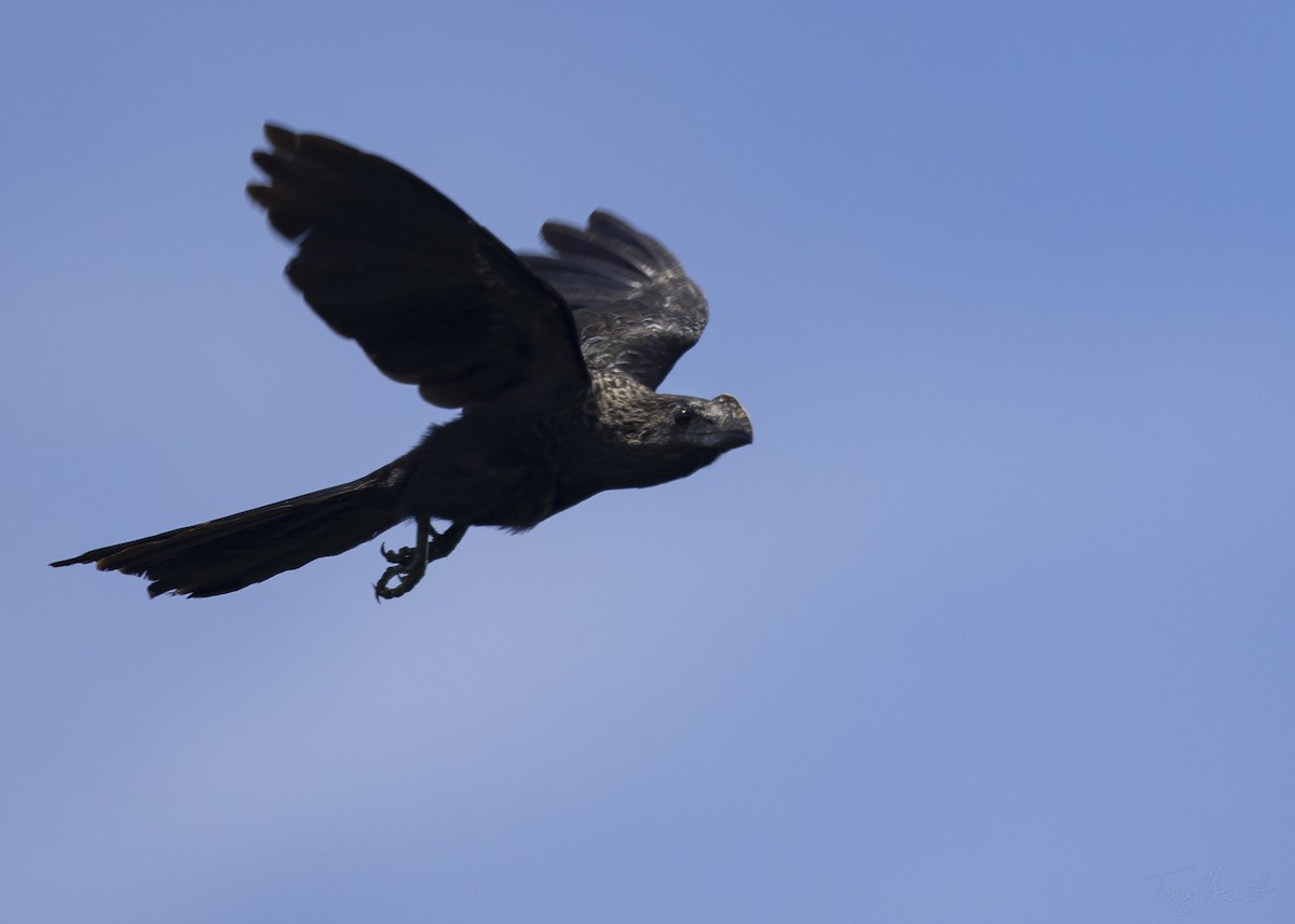 Smooth-billed Ani - ML619102104