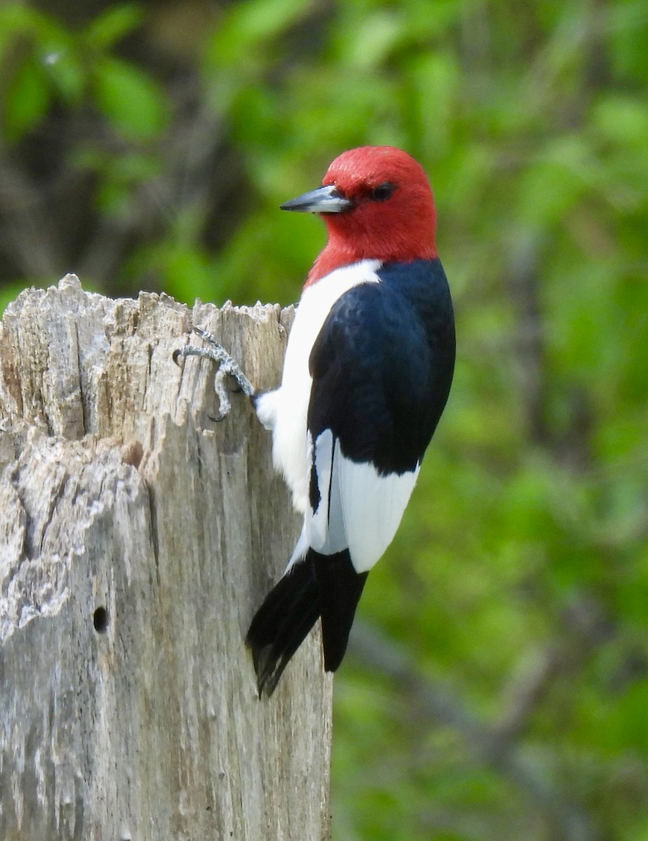 Red-headed Woodpecker - ML619102120