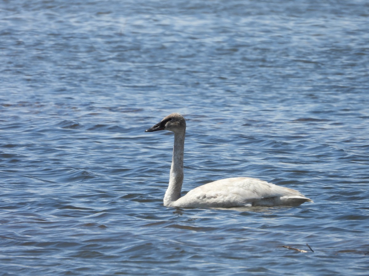 Trumpeter Swan - Maura Powers